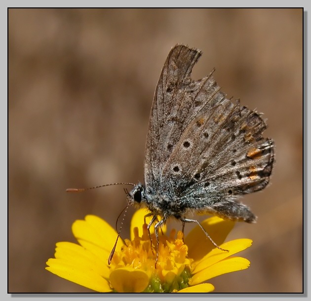 Auto-ritratto (Polyommatus icarus)